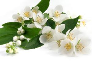 jasmin-pflanze