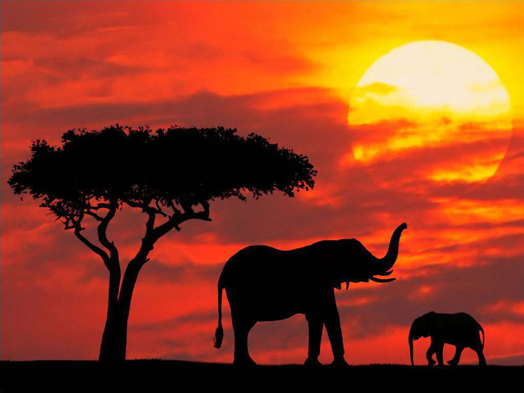 Kenzo Jungle – L’Elephant