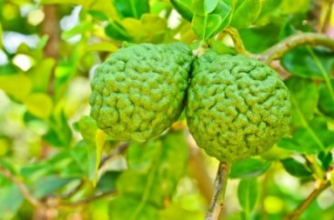 Bergamot-Benefits-416x275