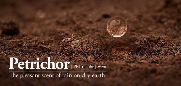 Petrichor – vad är det?!