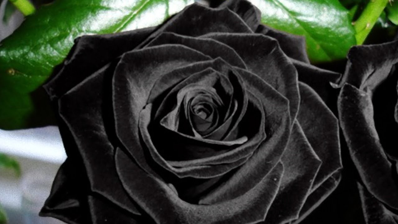 Underbar avslutning av rosveckan – Dag 7 – Armani Privé – Cuir Noir