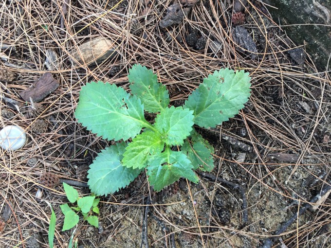 Och en liten patchouli plutt. 