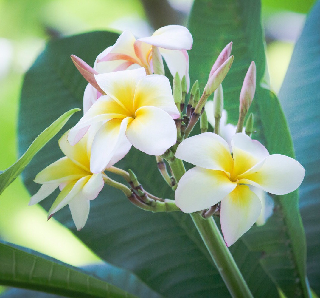 Parfymreseguide med doft av kakao, vanilj och blommor – Guadeloupe